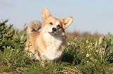 CORGI PEMBROKE 686